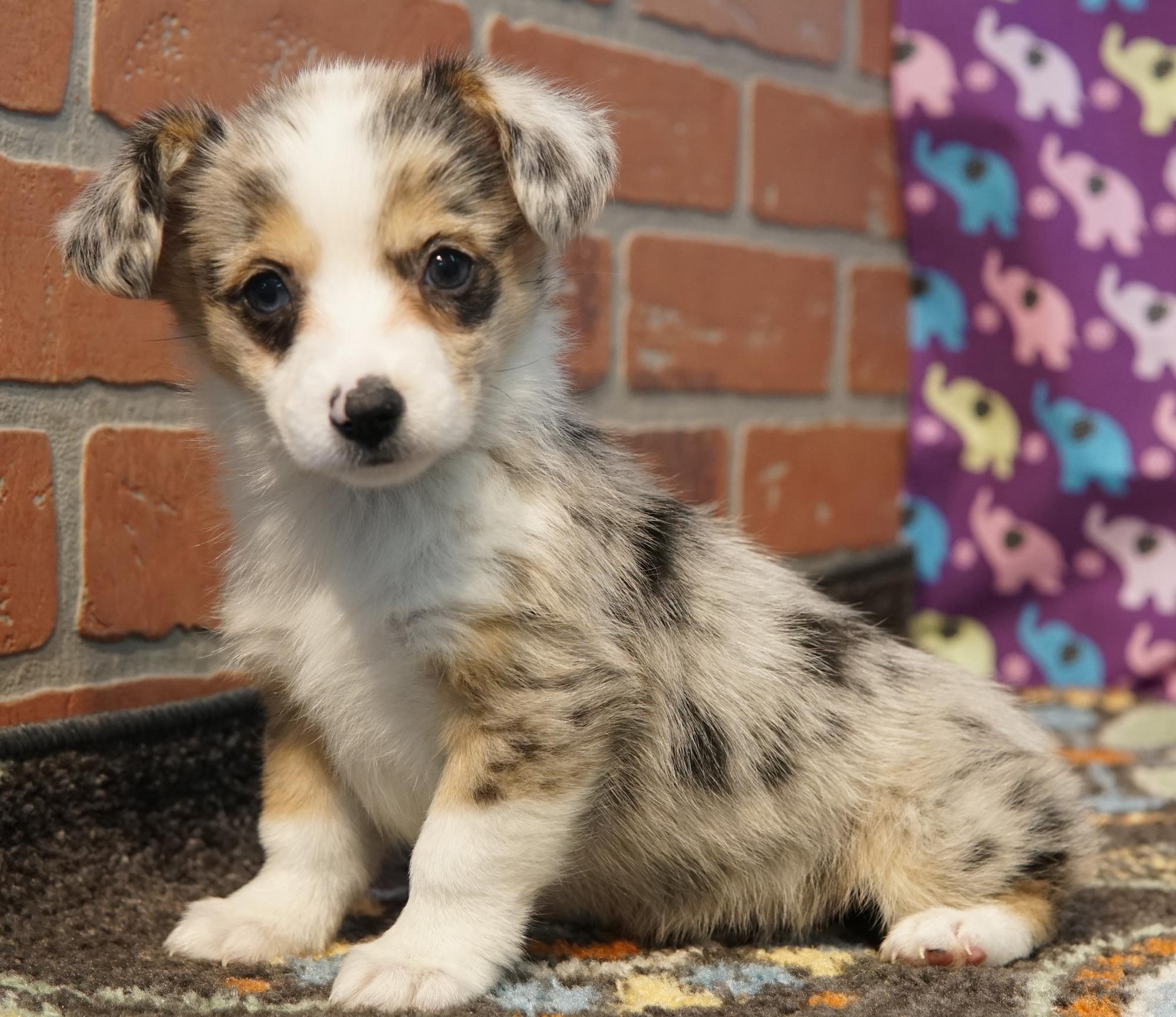 Mini aussie outlet corgi puppies