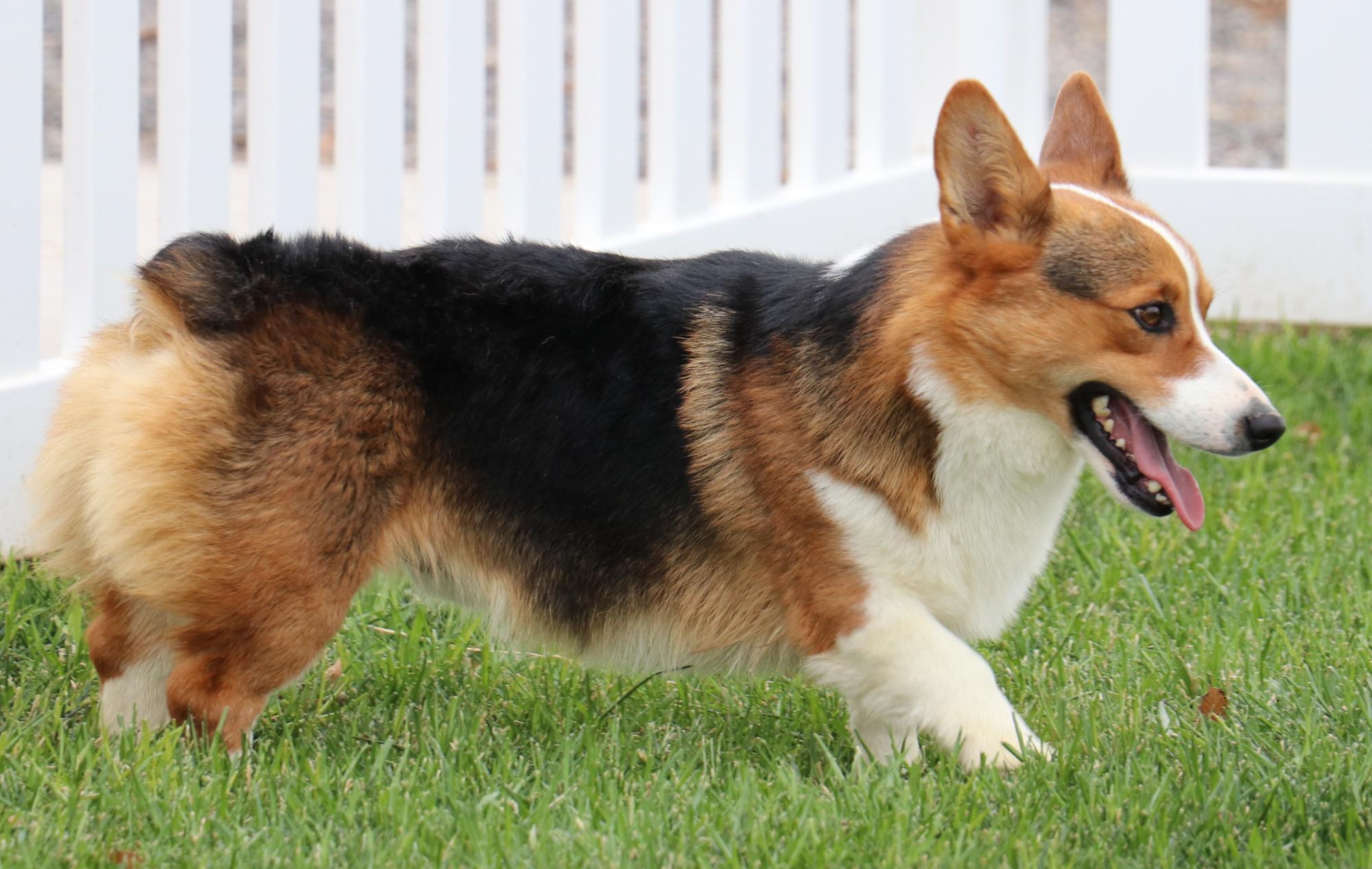 Cobbycorgis.com/Co_pembroke_welsh_corgi_studs