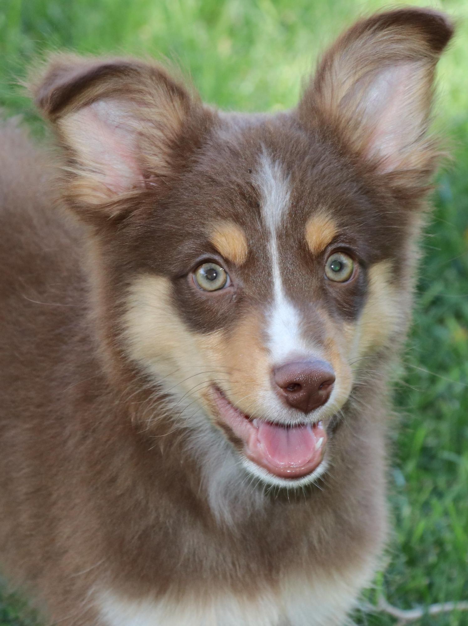 Cobbycorgis Co toy australian shepherds dams