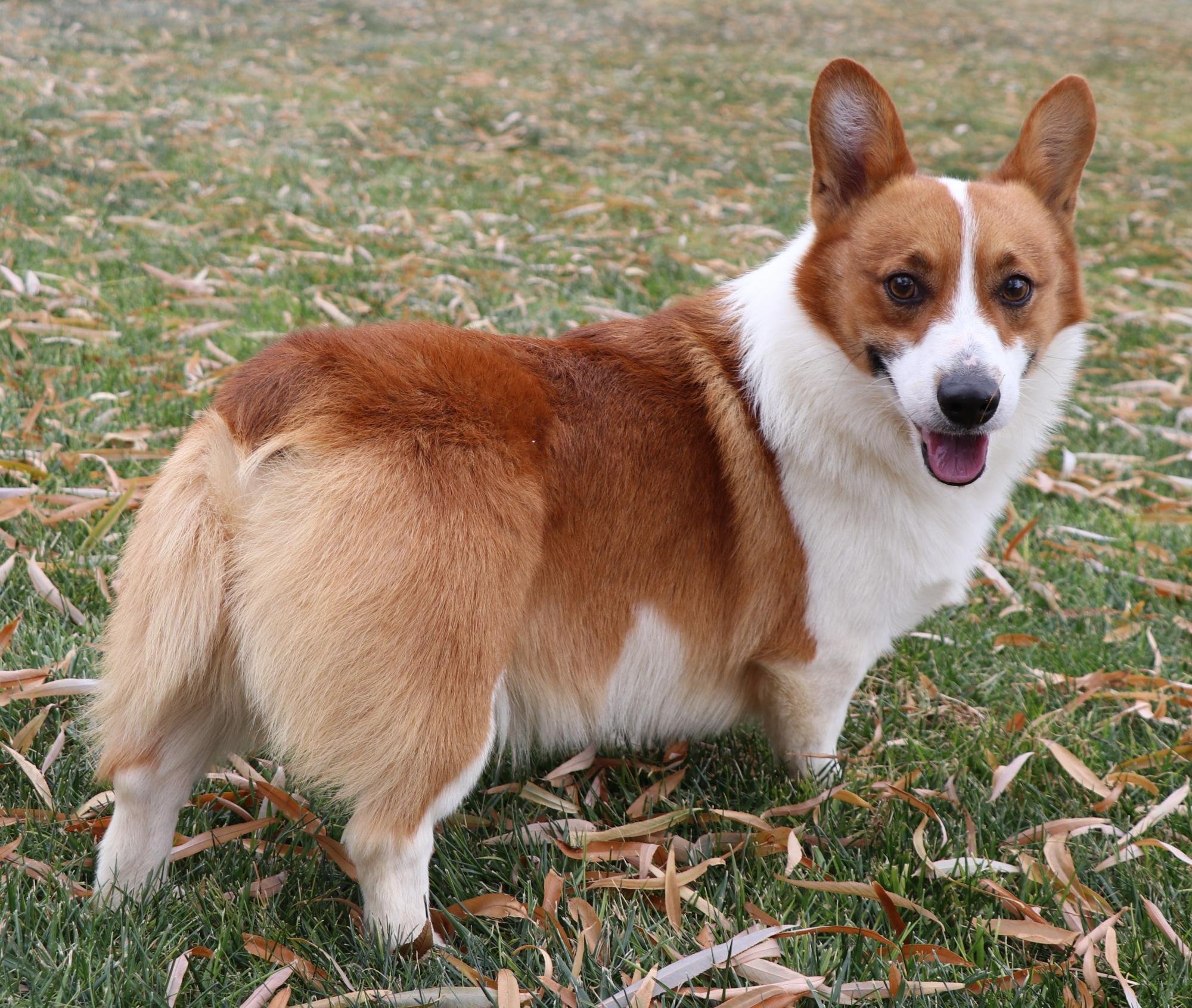 CORGI 6PLY GEELONG PULLOVER MIX BROWN L - istore.al