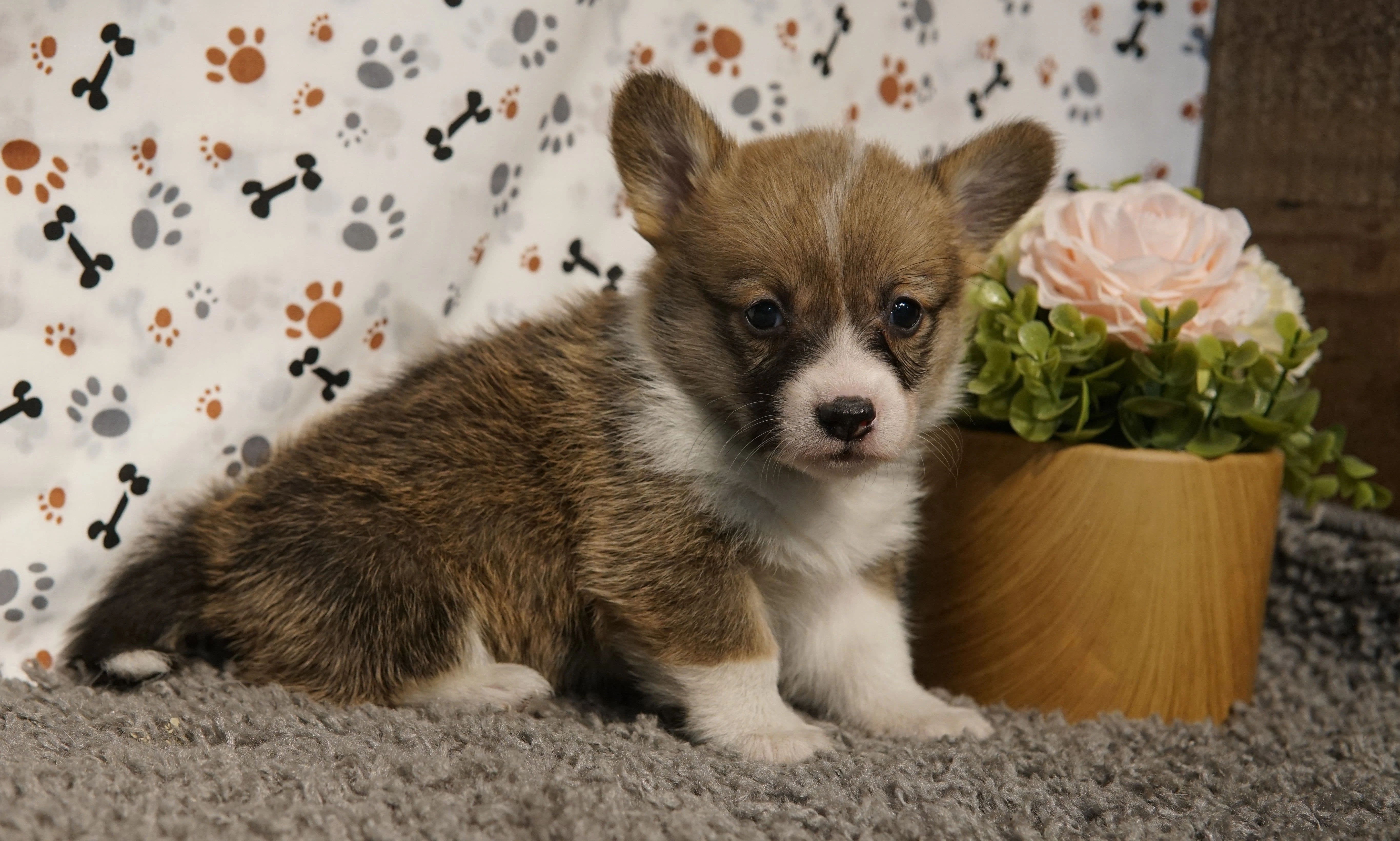Corgis puppies with tails for sale in Colorado