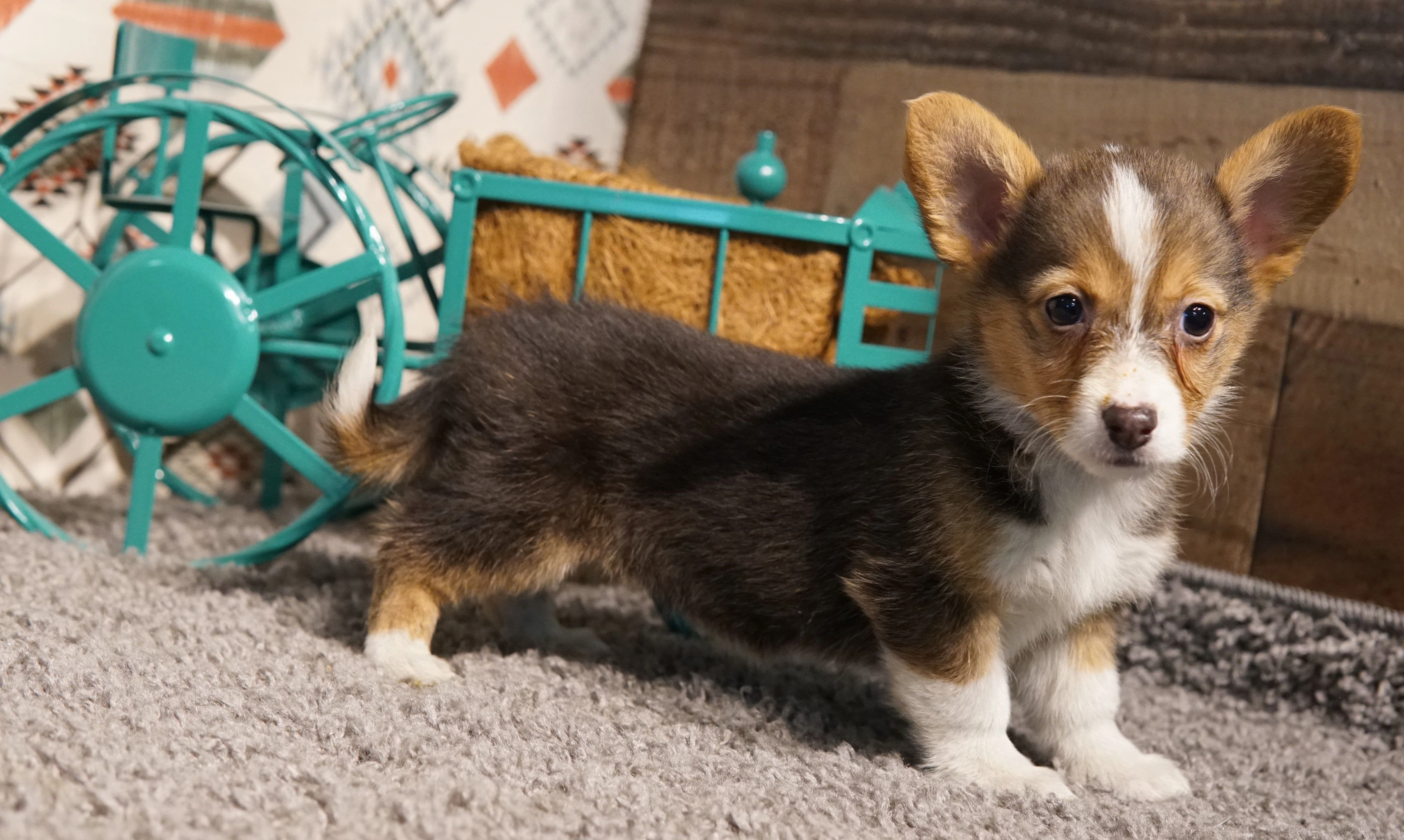 Corgis puppies with Tails for sale in Colorado